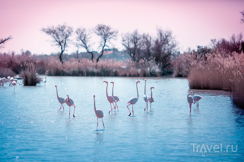 Камарг и орнитологический парк Пон де Го / Фото из Франции