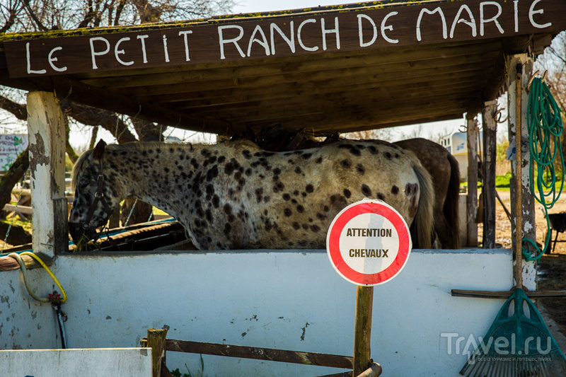 Камарг и орнитологический парк Пон де Го / Фото из Франции