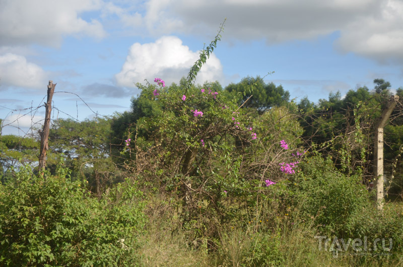 Повсюду цветут деревья и кустарники / Фото из Кении