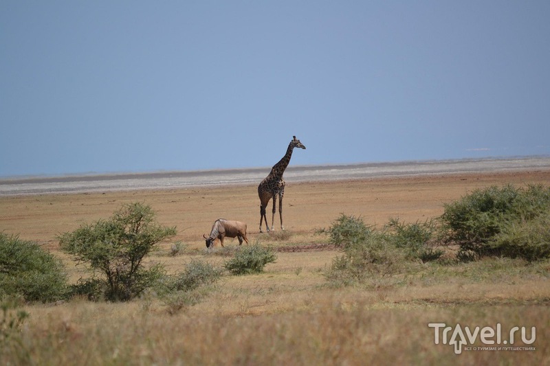 Самостоятельное сафари в Танзании. Парк Озера Маньяра / Танзания