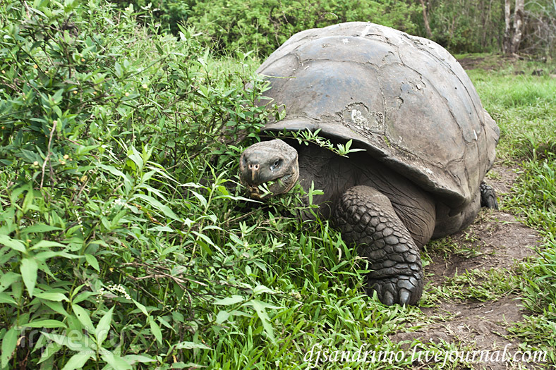 The Galápagos, Rancho Primicias / 