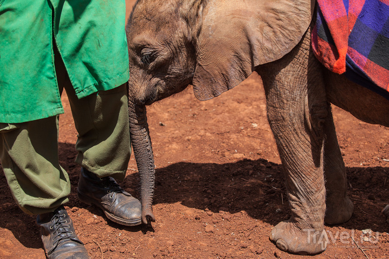 Слоновий приют. Кения / Кения