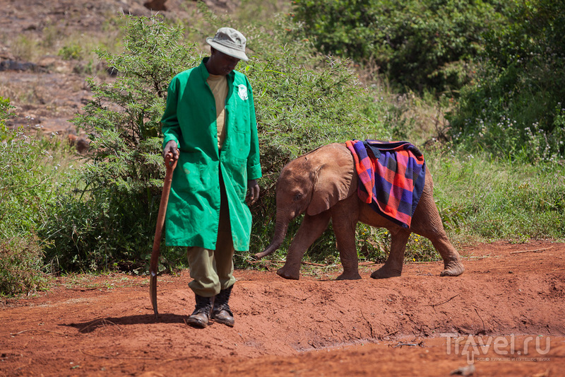 Слоновий приют. Кения / Кения