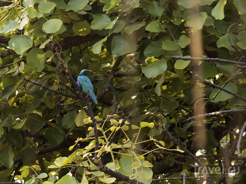 Ангола. Захоронения и синие птицы / Ангола