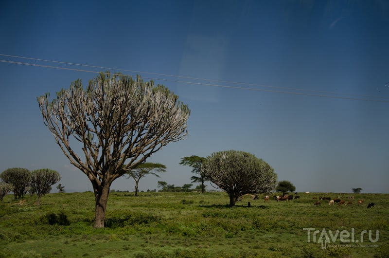 Национальный парк Накуру в несезон / Фото из Кении