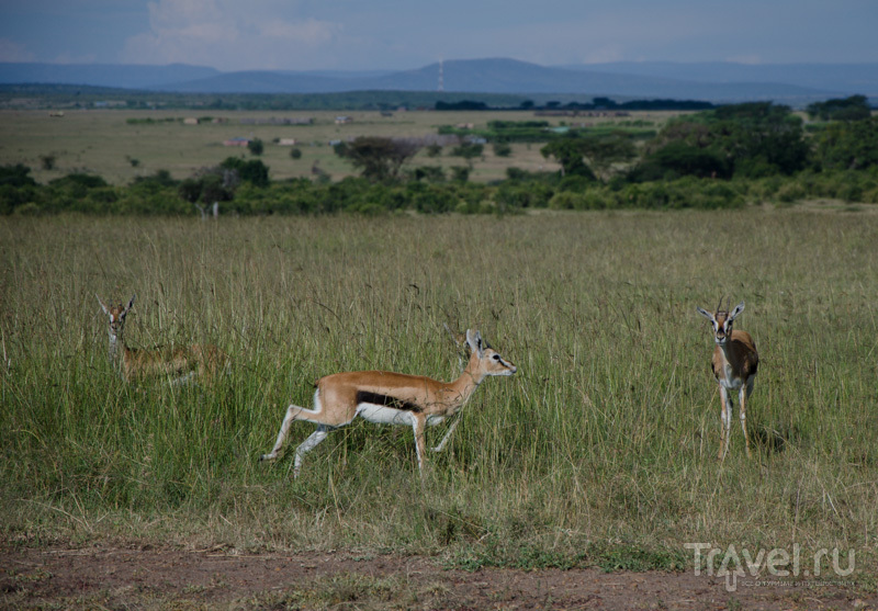 В национальном парке Масаи-Мара, Кения / Фото из Кении