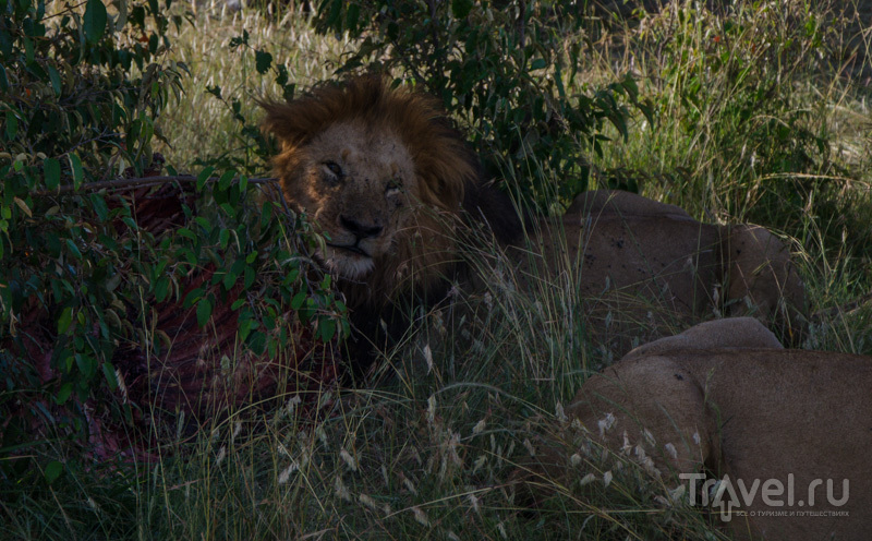 Национальный парк Масаи-Мара в мае / Фото из Кении