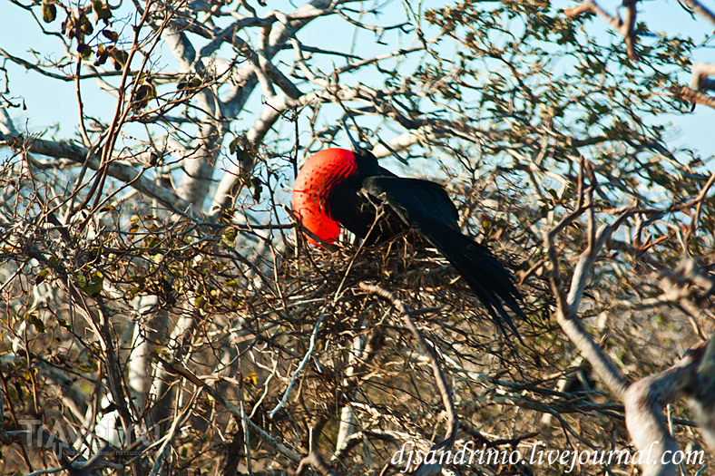 The Galápagos, North Seymour or The bird's paradise / 