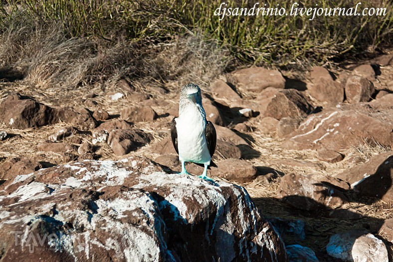 The Galápagos, North Seymour or The bird's paradise / 