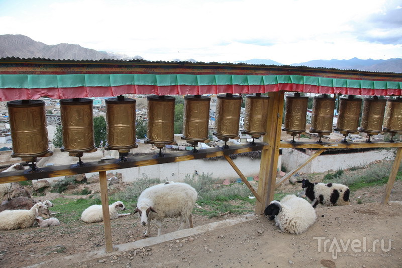 На внедорожниках в Тибет. Шигадзе, мыши и сушеные головы / Китай