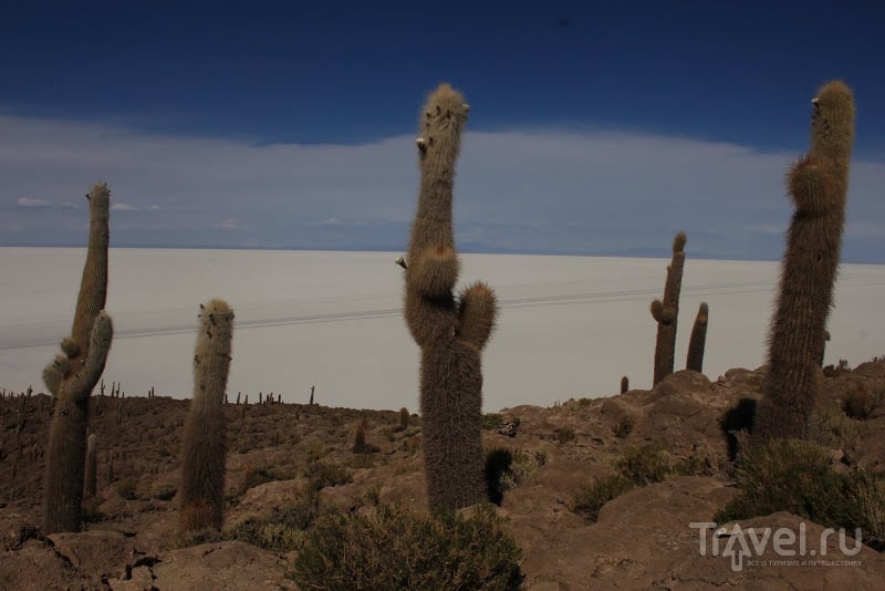 Альтиплано - одно из красивейших мест Южной Америки / Фото из Боливии