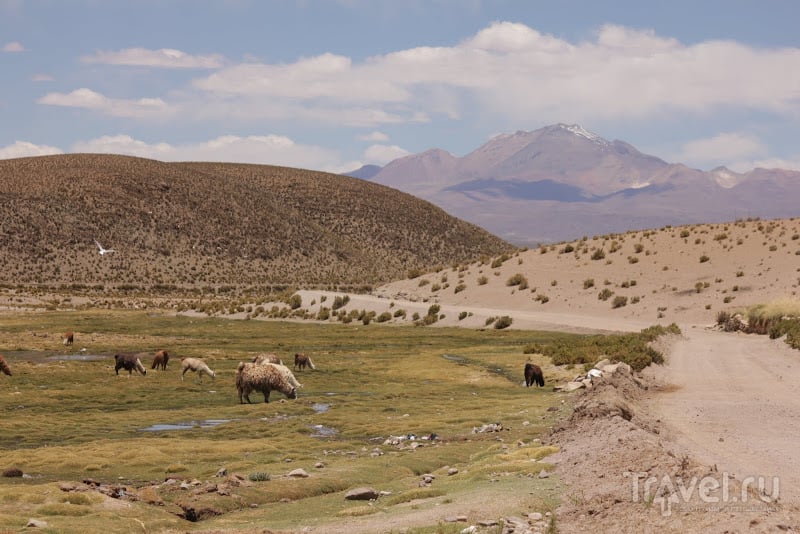 Альтиплано - одно из красивейших мест Южной Америки / Фото из Боливии