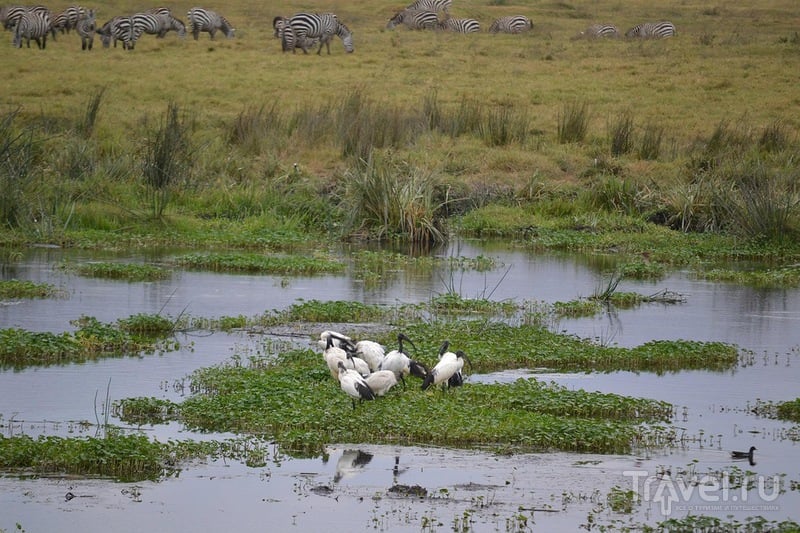 Самостоятельное сафари в Танзании. Кратер Нгоронгоро / Танзания