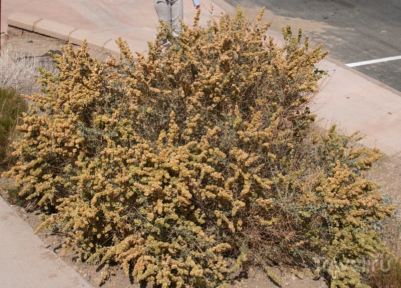 Вокруг Штатов за 20 дней: парк "Джошуа-Три" и Долина прыгучих кактусов / Фото из США