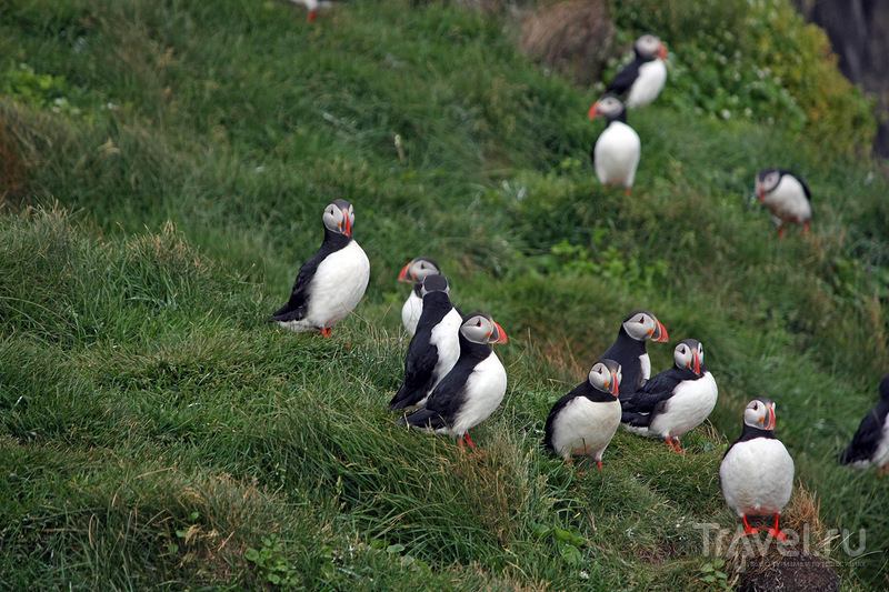 Птичье царство - остров Папей / Фото из Исландии
