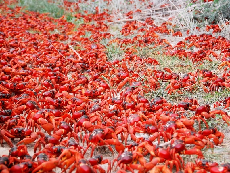 Миграция красных крабов начинается с приходом первых ливней, Австралия / Австралия