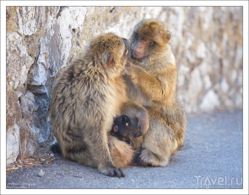 Гибралтар: скала обезьян / Фото из Гибралтара
