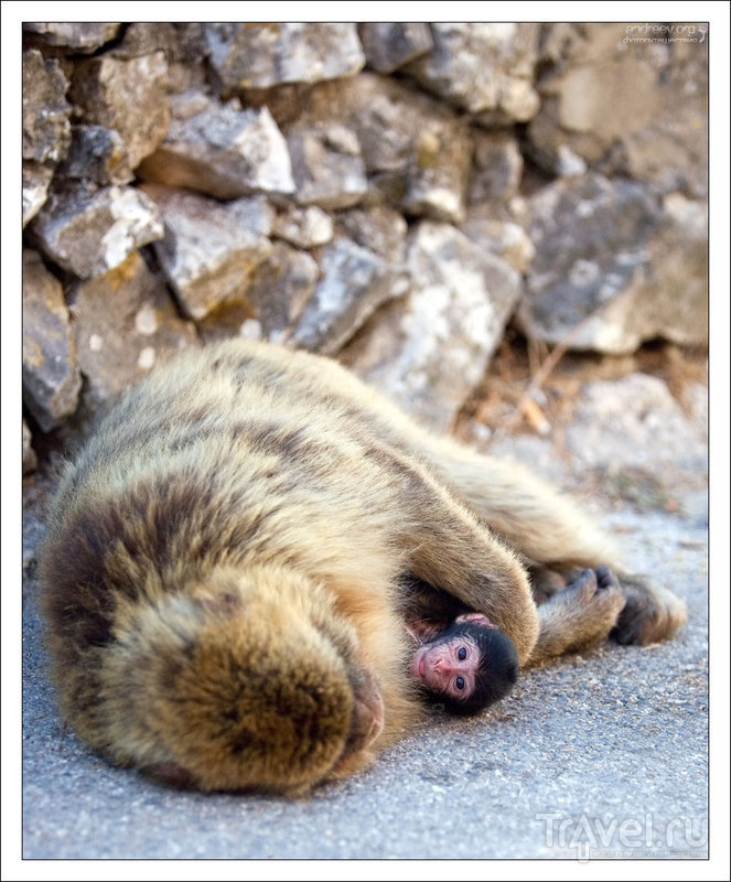 Гибралтар: скала обезьян / Фото из Гибралтара