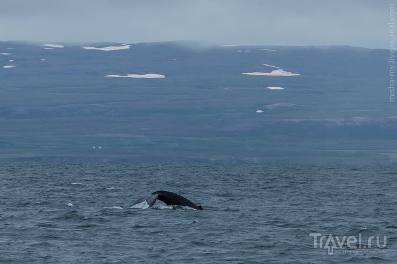 Путешествие в Исландию. Охота за китами, прогулка на лошадях и водопад Годафосс / Исландия