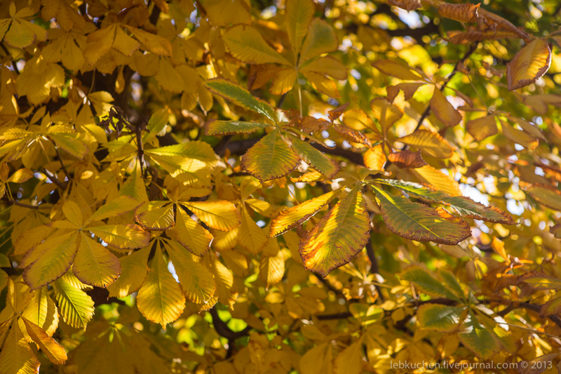 Осенний парк Шёнбрунн / Фото из Австрии