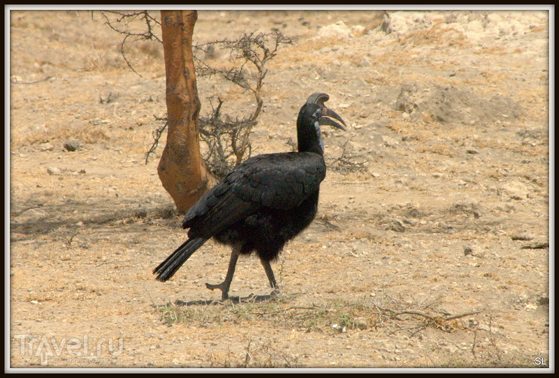    (Bucorvus abyssinicus, Abyssinian Ground-hornbill, Northern Ground-hornbill) /   