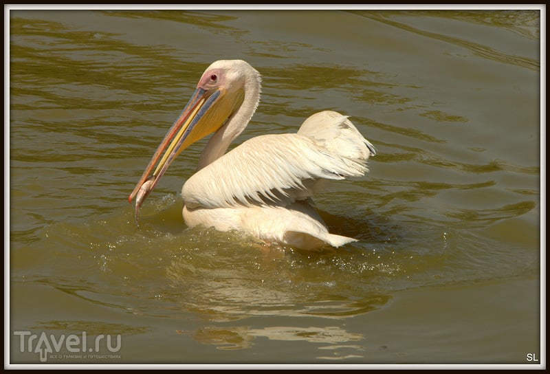   (Pelecanus onocrotalus, White Pelican, Eastern White Pelican, Great White Pelican) /   
