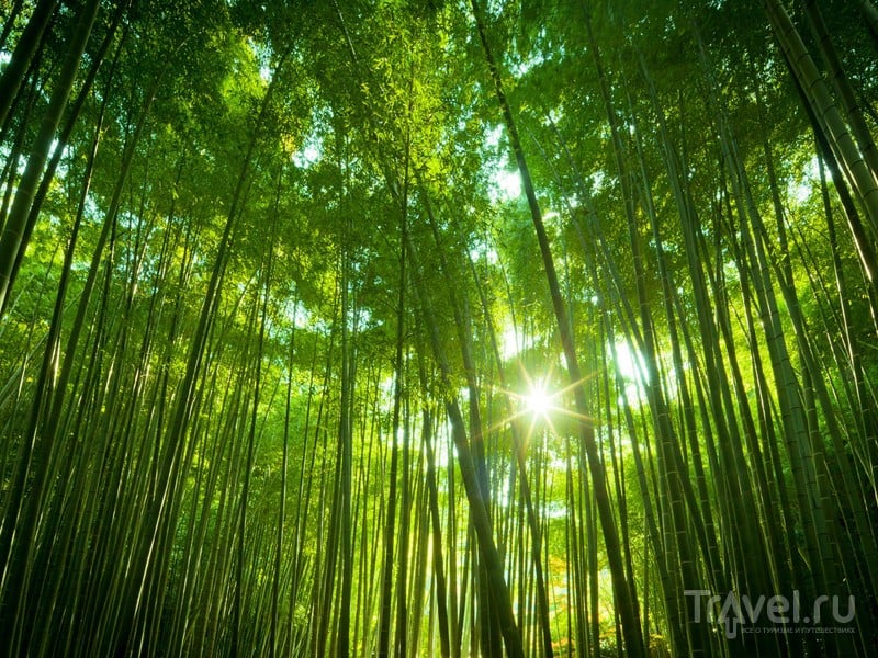 Бамбуковый лес Сагано расположен на территории парковой зоны Арасияма, Япония / Япония