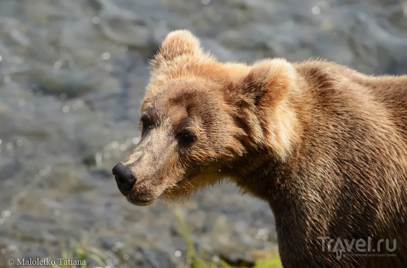 Дикие медведи Катмаи и полет обратно в Анкоридж / Фото из США