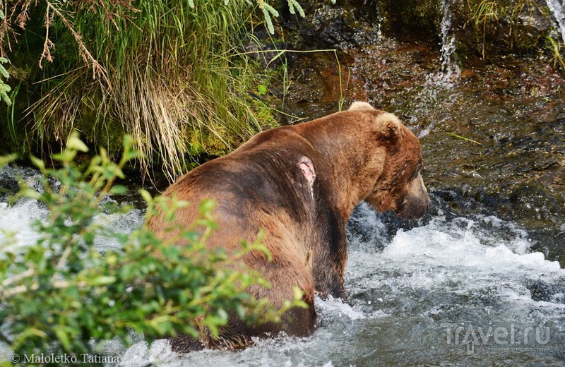 Дикие медведи Катмаи и полет обратно в Анкоридж / Фото из США