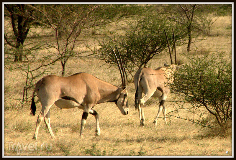 Oryx beisa в Эфиопии / Фото из Эфиопии
