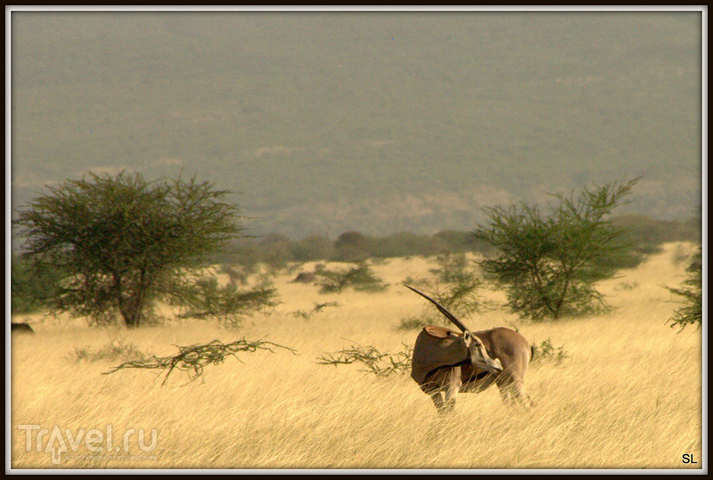 Awash National Park /   