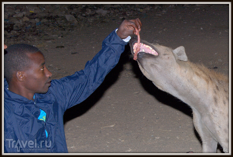 Кормление гиен. Харер, Эфиопия / Эфиопия