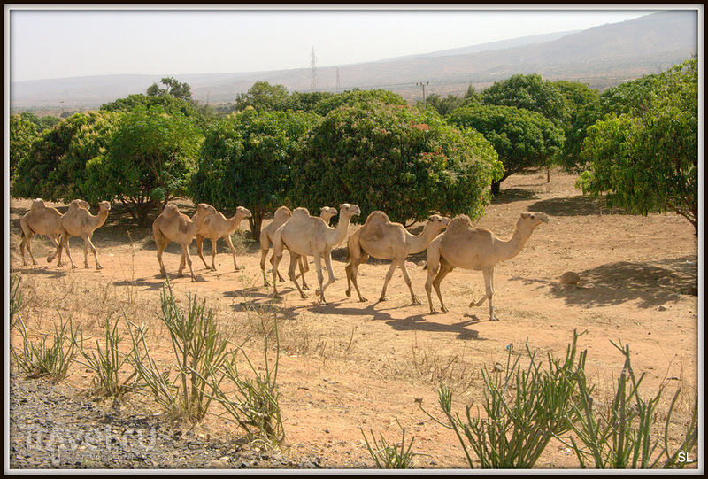 Заповедник Бабиле (Babile) / Фото из Эфиопии