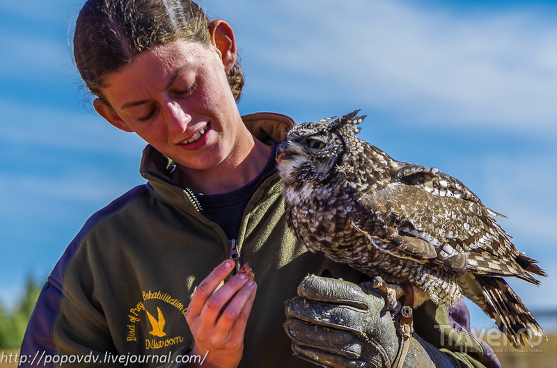 Реабилитационный центр хищных птиц Dullstroom в Южной Африке / ЮАР