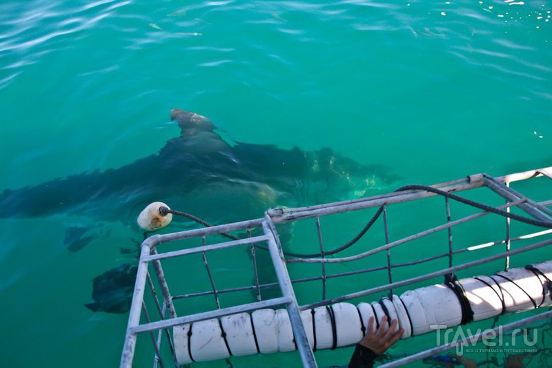 ЮАР. Купание с акулами / ЮАР