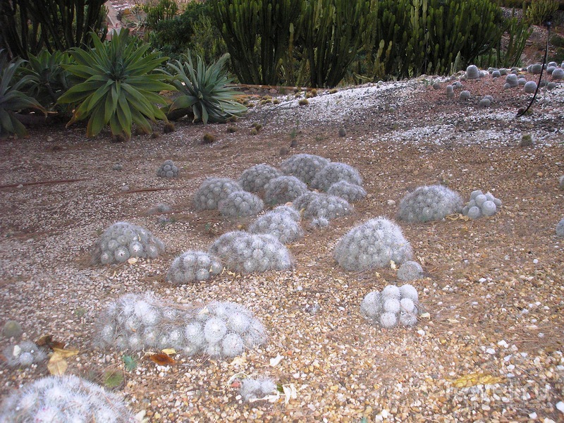 Сад кактусов Альгара / Испания