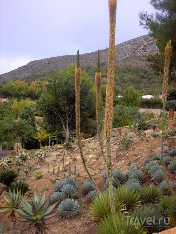 Сад кактусов Альгара / Испания