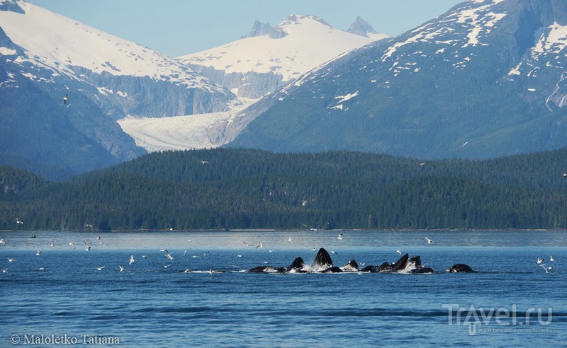 Аляска. Джуно, киты / Фото из США