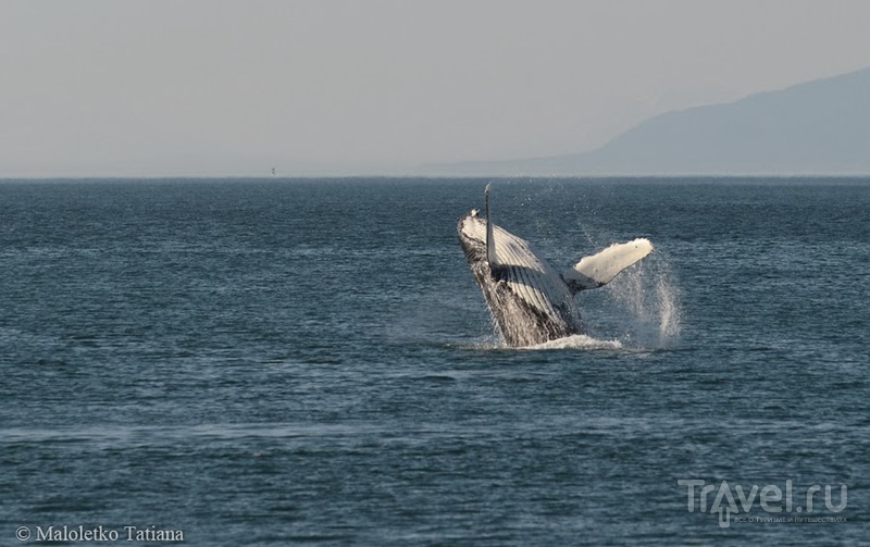 Аляска. Джуно, киты / Фото из США