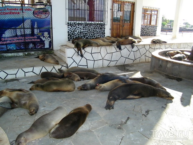 Дремлющие на острове Сан-Кристобаль морские львы, Галапагосский архипелаг / Эквадор