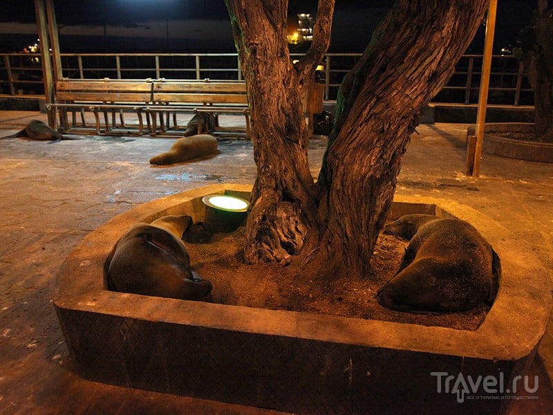 Морские львы спят на игровых площадках, скамейках и клумбах / Эквадор
