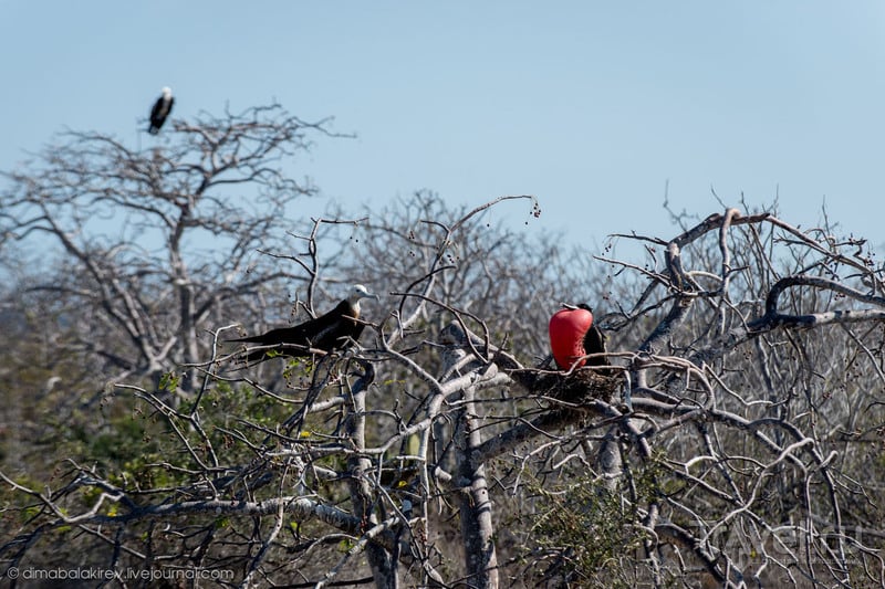 Птицы Галапагосских островов / Фото из Эквадора