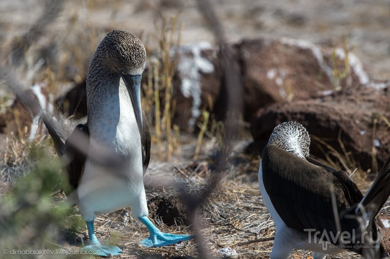 Птицы Галапагосских островов / Фото из Эквадора