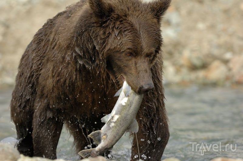Медведей привлекает лосось, идущий на нерест / США