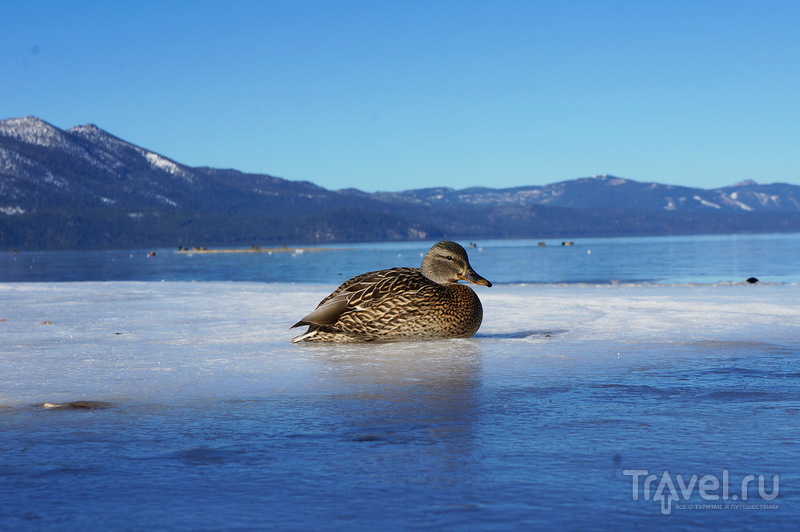 Озеро Тахо зимой / США