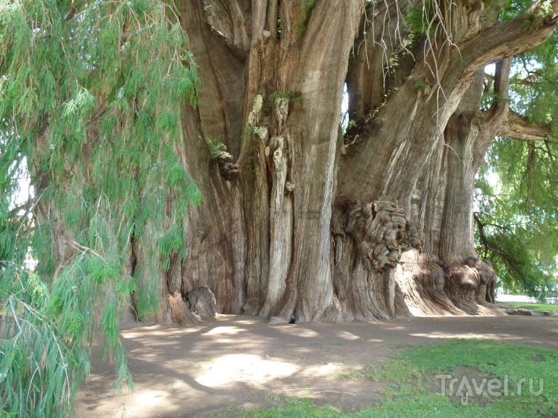 Старое большое дерево / Мексика