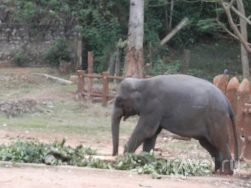 Шри-Ланка - слоновий питомник / Шри-Ланка