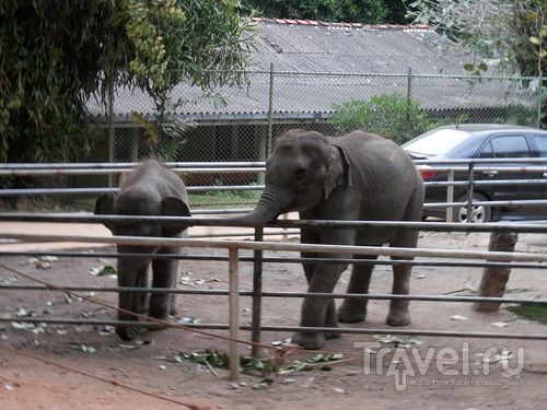 Шри-Ланка - слоновий питомник / Шри-Ланка