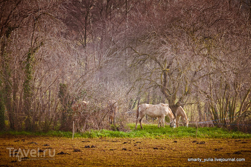   (Santa Pau) -     / 