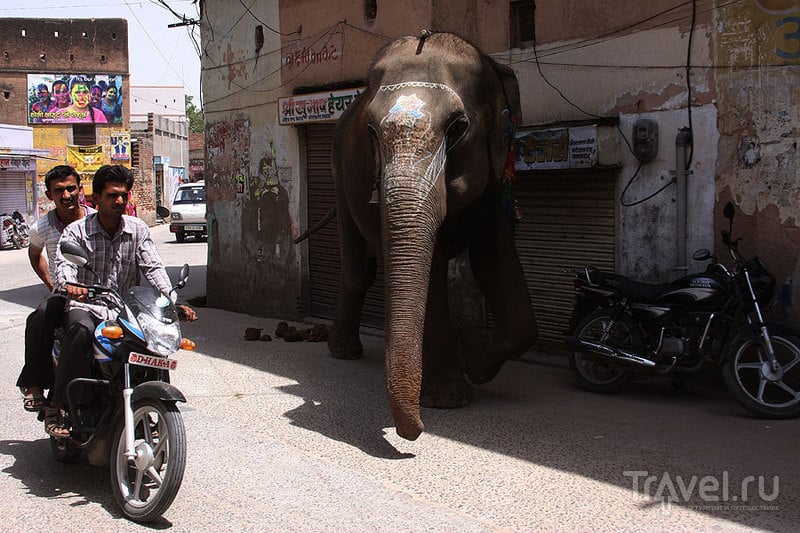 Фатехпур. Хавели - дико наивно и ужасно симпатично / Фото из Индии